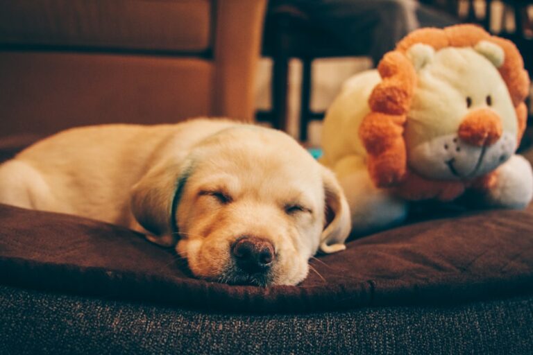 杜賓犬的最佳睡眠安排
