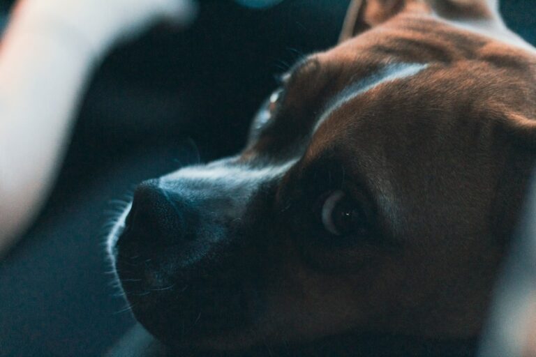 理解拳師犬的性格