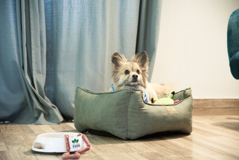 斗牛獒犬不能吃什麼