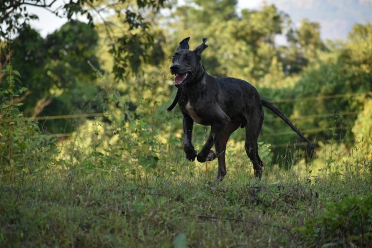 大丹犬與其他大型犬種的區別