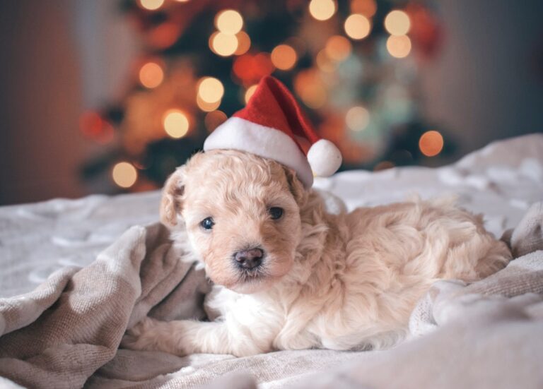 如何迎接你的第一隻聖伯納犬幼犬