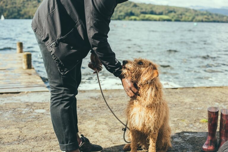 如何建立與羅威納犬的緊密聯繫