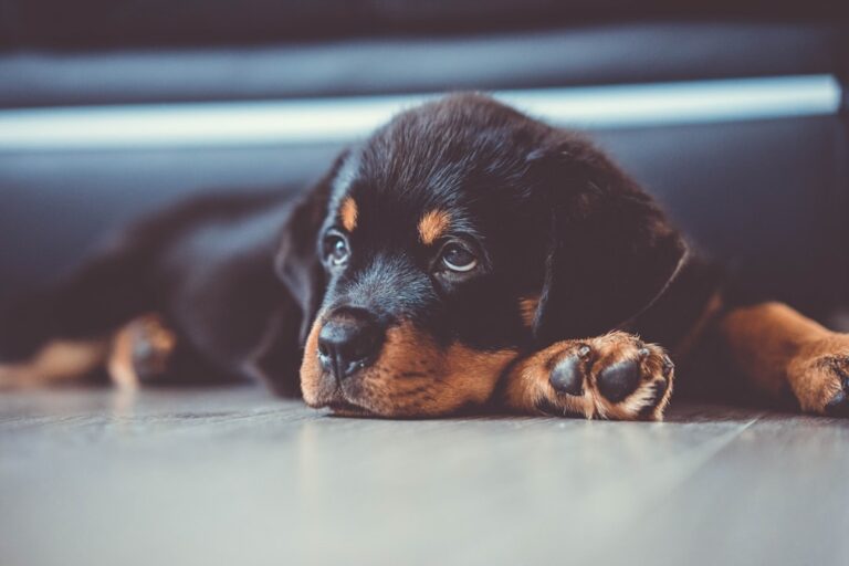 如何應對羅威納犬的脫毛問題