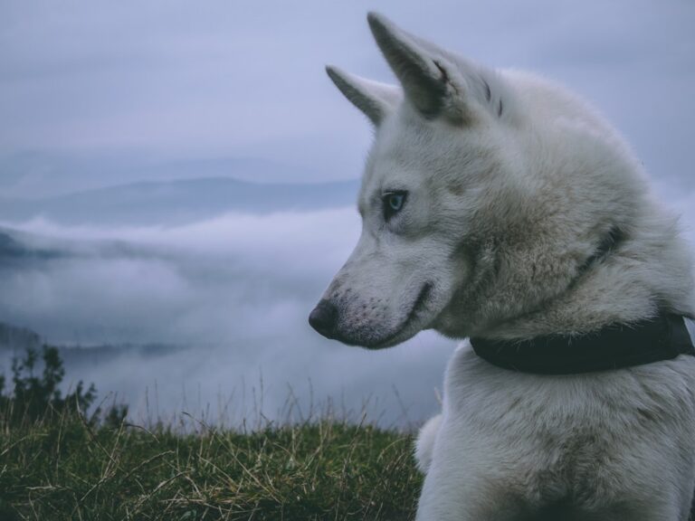 如何應對西伯利亞雪橇犬的脫毛問題