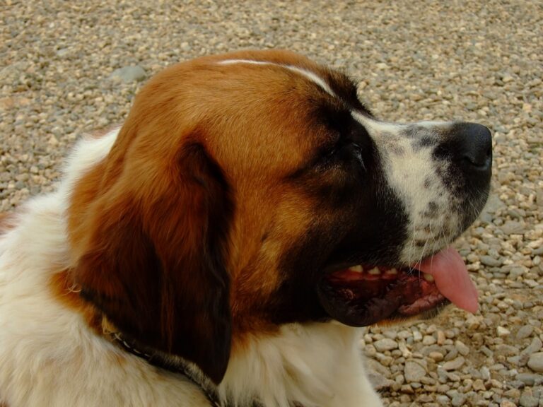 聖伯納犬與其他大型犬種的區別