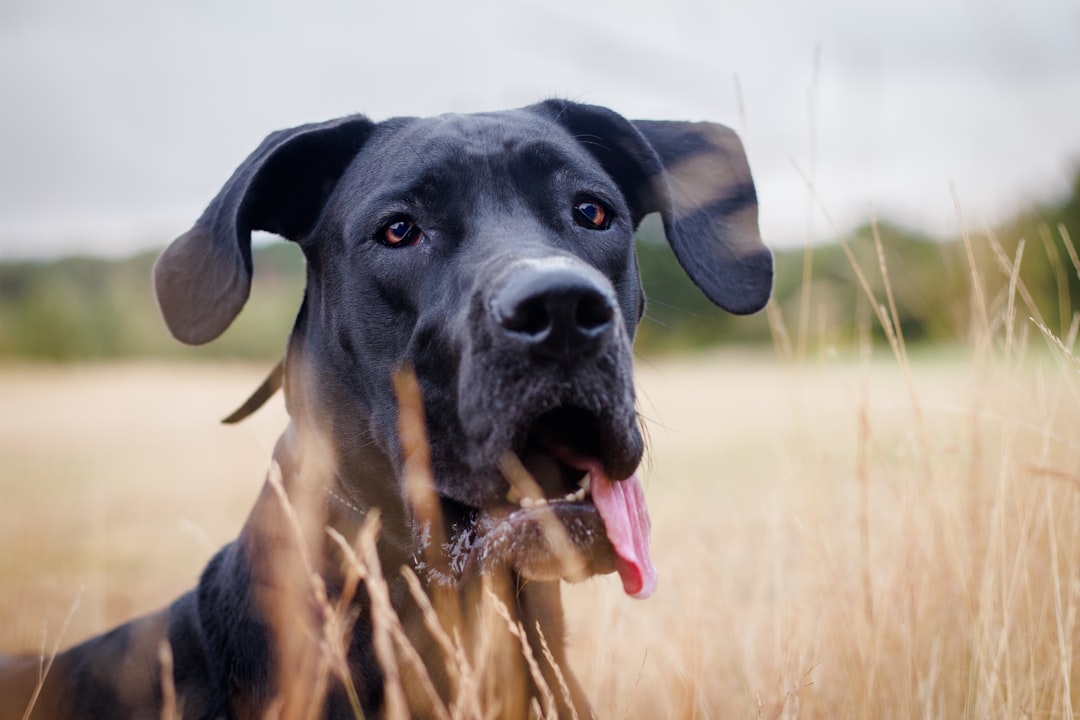 選擇適合大丹犬的獸醫