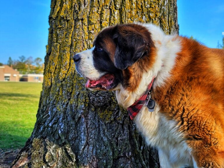 選擇適合聖伯納犬的獸醫