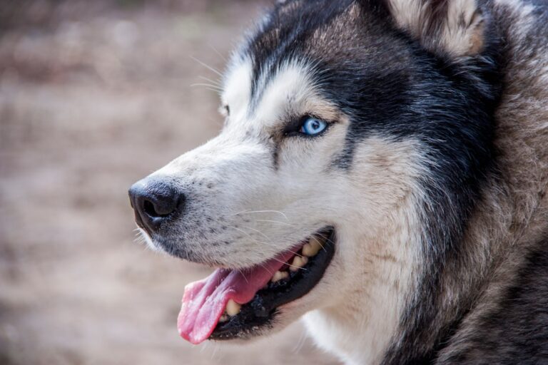 西伯利亞雪橇犬的服從訓練：需知要點