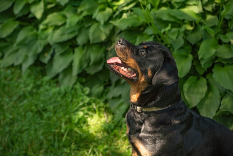 理解羅威納犬的性格