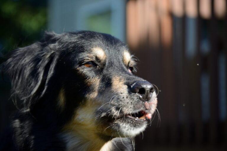 如何教你的羅威納犬走在腳邊