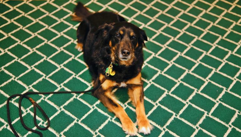 如何選擇可信賴的羅威納犬繁殖者