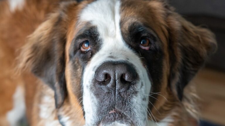 如何選擇可信賴的聖伯納犬繁殖者
