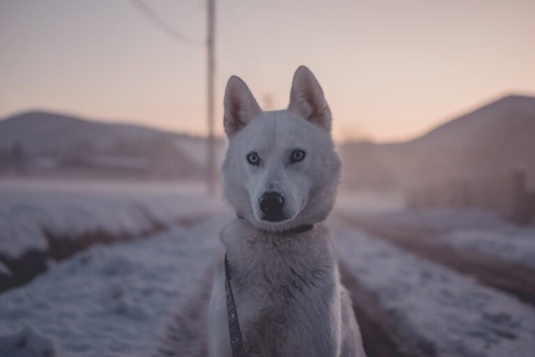 如何選擇可信賴的西伯利亞雪橇犬繁殖者