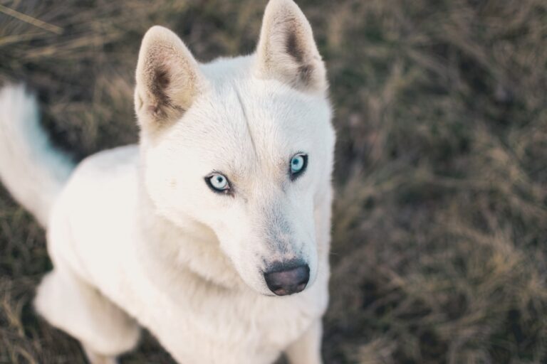 如何處理西伯利亞雪橇犬的攻擊性行為