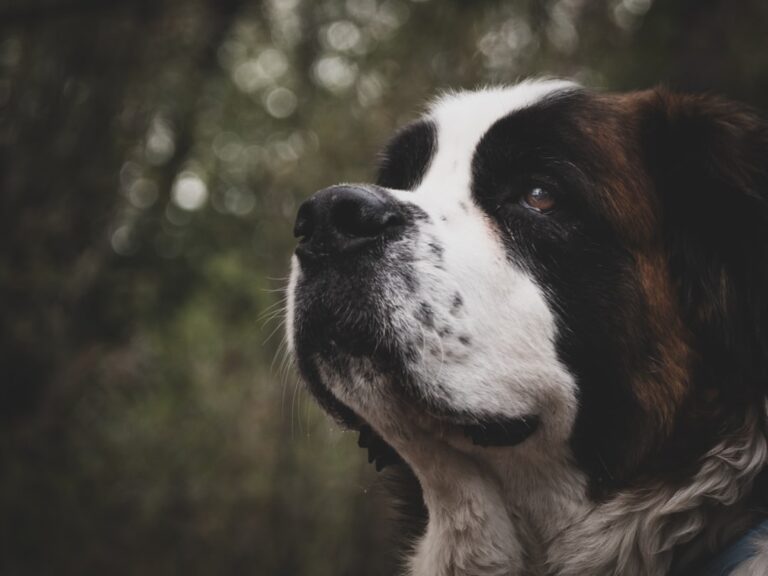 聖伯納犬的壽命：期望與現實