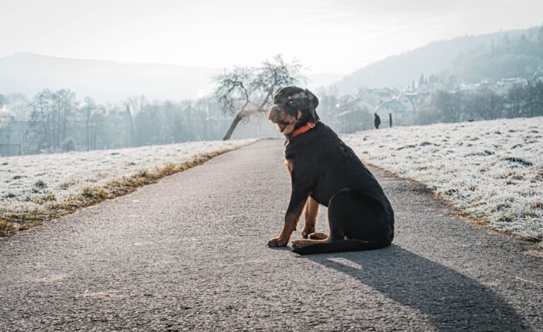為什麼我的羅威納犬會嚎叫？理解他們的發聲