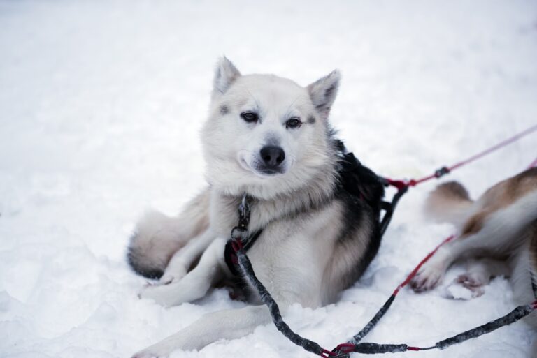 為什麼我的西伯利亞雪橇犬會嚎叫？理解他們的發聲