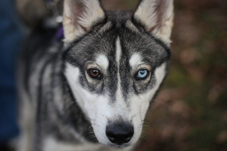 西伯利亞雪橇犬能否適應公寓生活