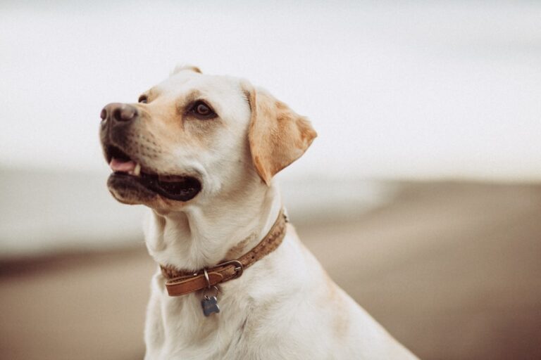 羅威納犬作為家庭寵物的優缺點