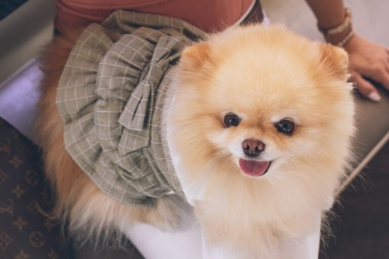 為什麼博美犬是最受歡迎的小型犬之一？